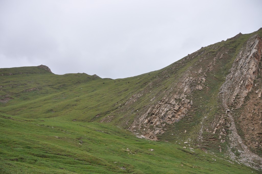 远处山坡上的牛羊马